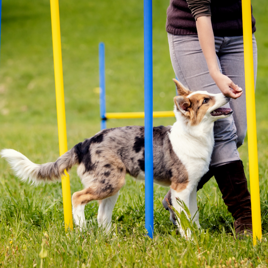 AGILITY SLALOM SET 6 PALEN